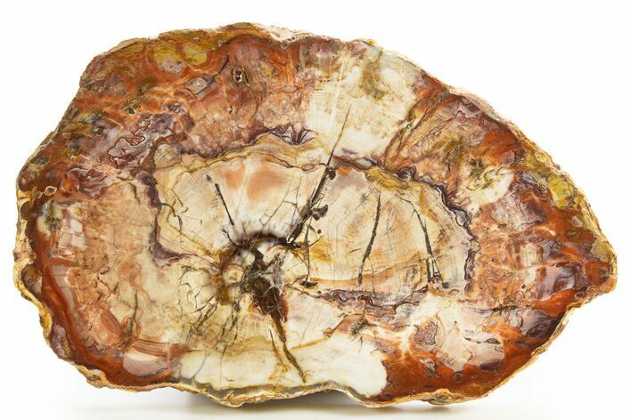 Beautiful, Petrified Wood (Araucaria) Slab - Madagascar #327314